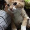 懐っこい子猫 サムネイル2