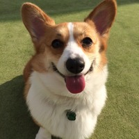 たま