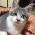 里親様を募集しております