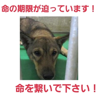 人馴れした男の子!30日時点募集ゼロ…助けて!