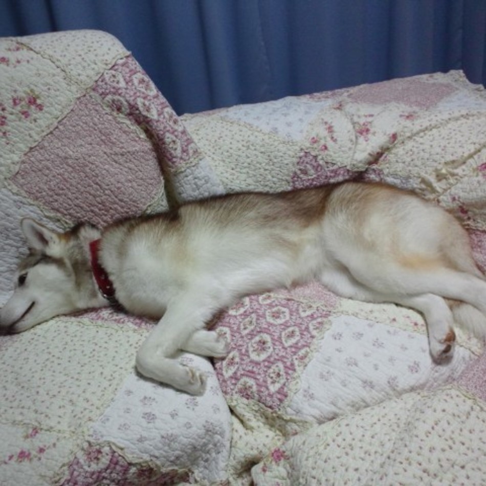 ベルのカバー写真