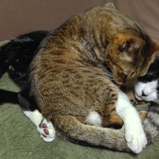 ぶんきち　きちきちのカバー写真