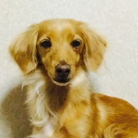 稲