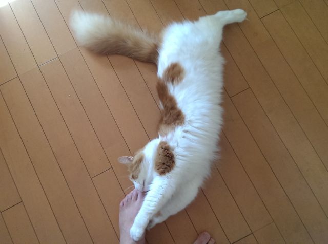 ティガー