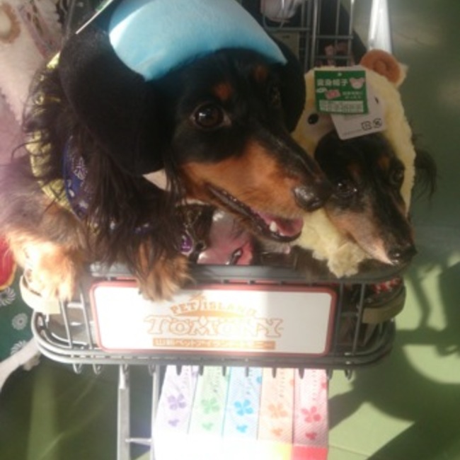 あこライのカバー写真