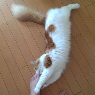 優しくて、賢いメインクーン♂です。