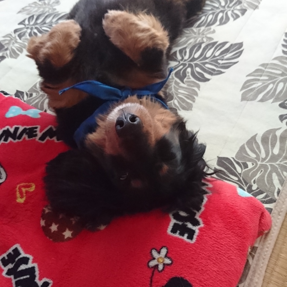 小泉ライのカバー写真