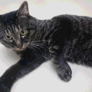 甘えん坊のキジトラの男の子４歳