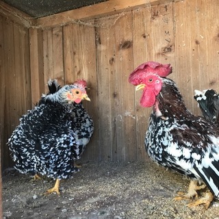 急募！碁石チャボの里親募集！！