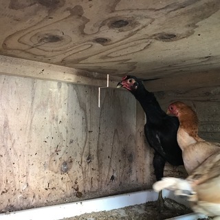 急募！！軍鶏、小軍鶏の里親を募集しています