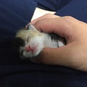 一昨日、家の前に産み落とされてた子猫です。
