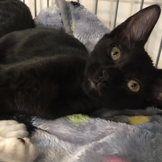 真っ黒美人なつみれちゃん♀