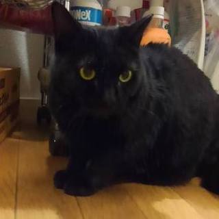 うるうるおメメの優しい黒猫うるる
