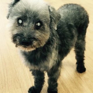 トイプードルのジュリオくん