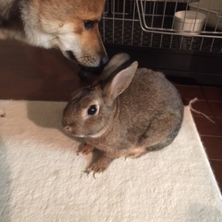 かわいがってくださる方、よろしくお願い致します。