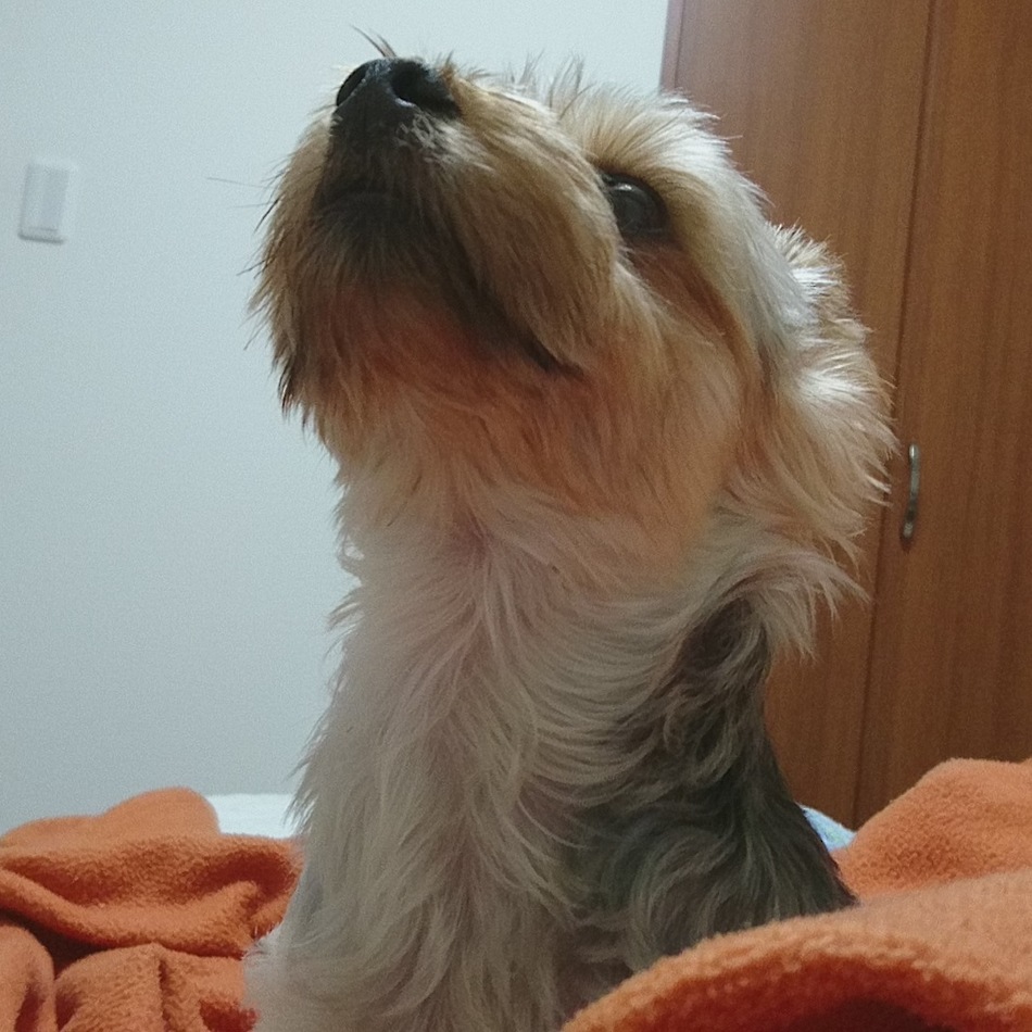 よーすけのカバー写真