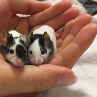 パンダちゃん2匹♡