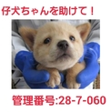 この子だけ決まっていません!仔犬ちゃんを助けて①