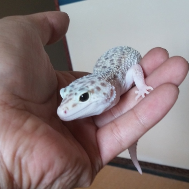 しゃくどんのカバー写真