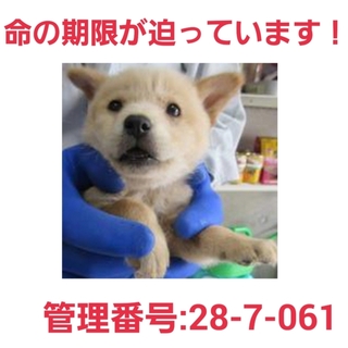 命の期限が迫っています!仔犬ちゃんを助けて②