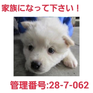 命の期限が迫っています!仔犬ちゃんを助けて③