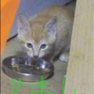 生後1か月半４兄弟姉妹　サビ・三毛・茶白・茶