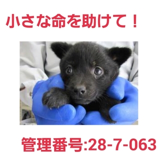命の期限が迫っています!仔犬ちゃんを助けて④