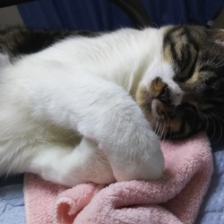 安心ごろりん。