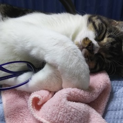 「安心ごろりん。」サムネイル2