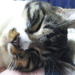 「安心ごろりん。」サムネイル3