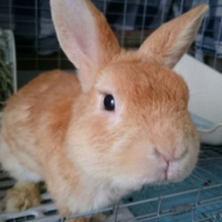 某公園 保護うさぎ 里親さん募集