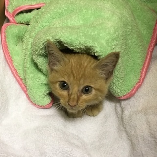 保護猫ﾁｬﾝ♪とっても美形です♪