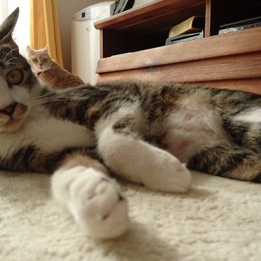 肩に乗るごはんちゃん