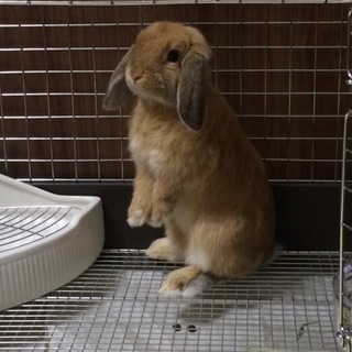 家族が決まりました！ありがとうございました