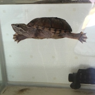 ミシシッピニオイガメ