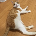 キュートな玲央くん★茶白男子