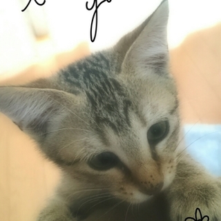 元気いっぱい人が大好きなゴロゴロちゃん♥ 