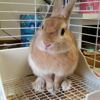 ネザーランド♂の里親さん募集