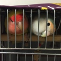 再募集‼︎  コザクラインコ 男の子の仲良しペア