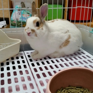 ネザーランド♂の里親さん募集