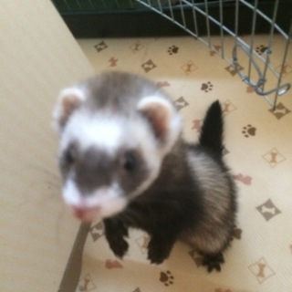 急募：2歳♀パスバレーフェレット 