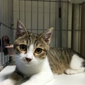 生後3ヶ月〜4ヶ月 キジ白美人猫ミルクちゃんです
