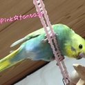 梵天セキセイ雛ちゃんの里親募集