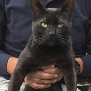 ちょっと小柄で人が大好きな黒猫さん
