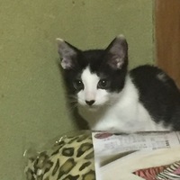 テト
