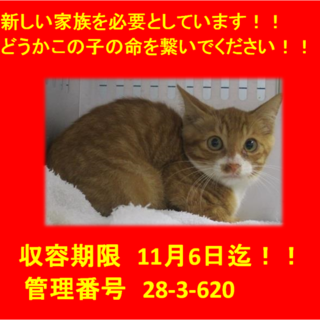 里親決定！！お迎えありがとうございました(^^♪