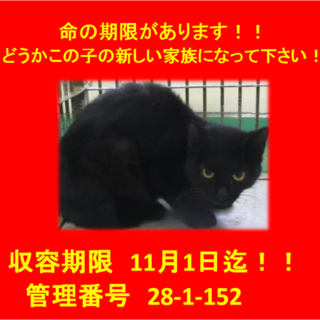 里親決定しました☆(*^-^*)