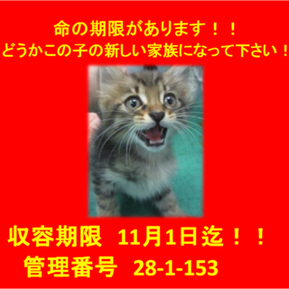 里親決定！！お迎えありがとうございました(^^♪