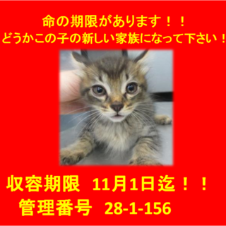 里親決定！！お迎えありがとうございました(^^♪