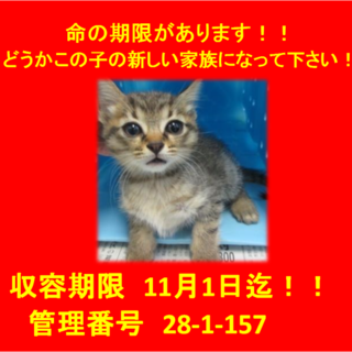 里親決定！！お迎えありがとうございました(^^♪